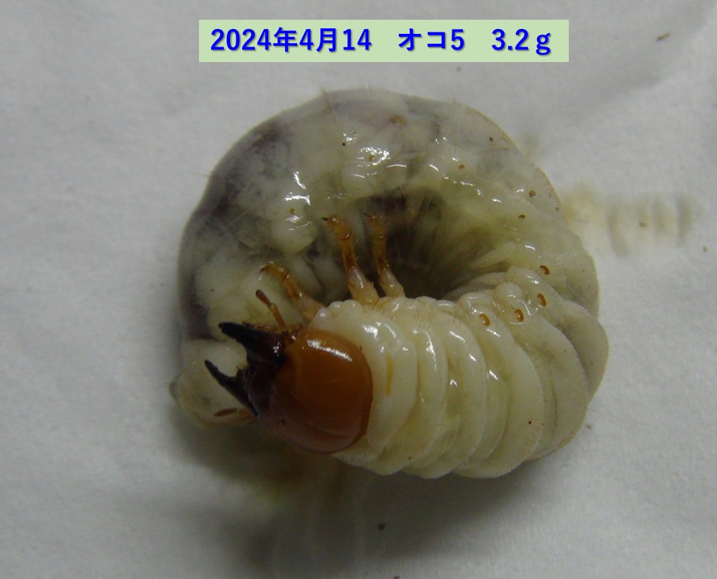 オオクワガタ♂×コククワガタ♀の可能性幼虫_オコ5 3.2ｇ_2024年4月14日